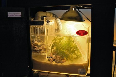 Refugium Sept 2011.JPG