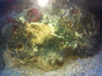 Aquarium Live Rock.jpg