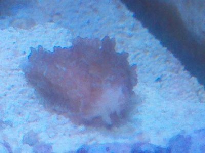 hardcoral2.JPG