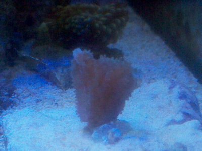 hard coral up.JPG