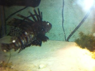 lionfish.JPG