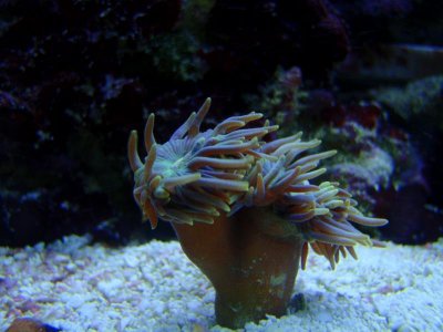 Duncanopsammia_041008.jpg