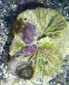 2polypscropped.JPG