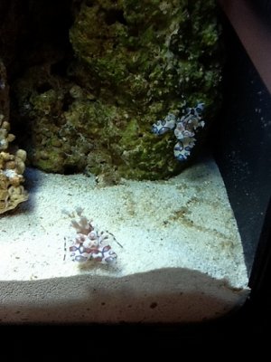 HarlShrimp.jpg