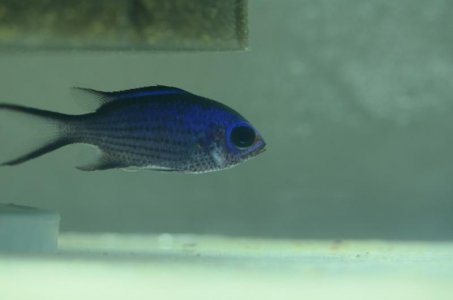 Fish A.jpg