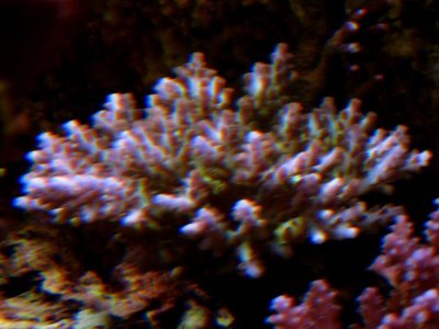 Unknown SPS.jpg
