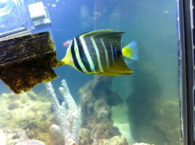 Sailfin.jpg Sailfin.jpg