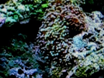 Frogspawn 001.JPG