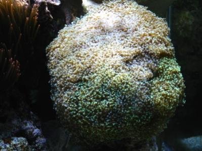 Frogspawn 002.jpg