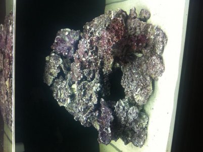 Fishtank 10:15:2011.jpg