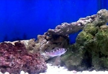 Chalk Bass 1.jpg