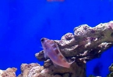 Chalk Bass 2.jpg