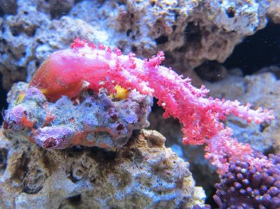pink coral.jpg