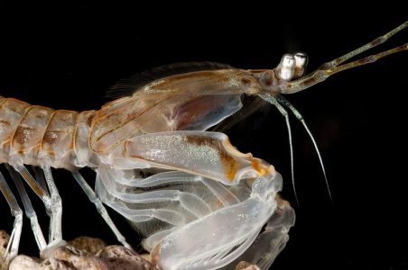 Squillid NSW Oct 18 2011 small.jpg