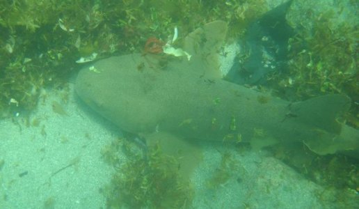 shark.jpg