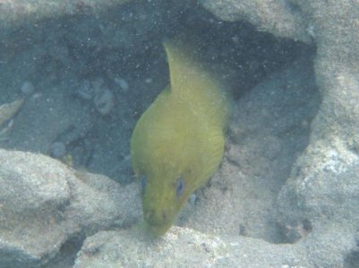 moray.jpg
