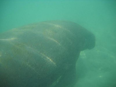 manatee.jpg