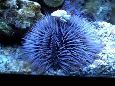 pin cushion urchin.jpg