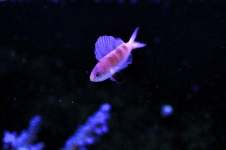 Flashing sailfin anthias.jpg