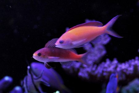 Sailfin anthias normal clour vs P. dispar.jpg
