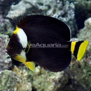 True Personifier.jpg