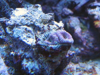 acan_blu.jpg