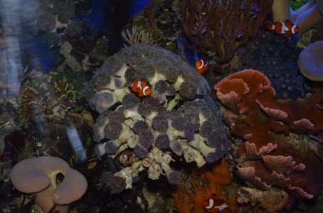 Its not an anemone guys (800x530).jpg