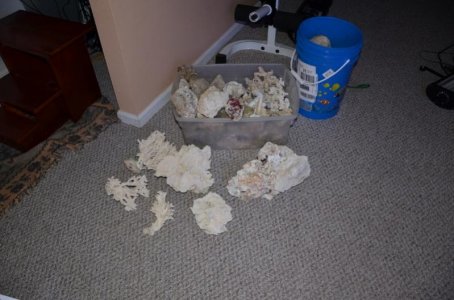 coral skeleton.jpg