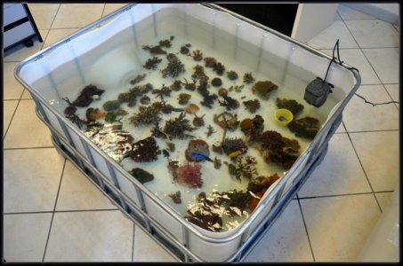 46 - corals.jpg