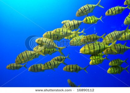 stock-photo-yellow-fish-swimming-in-a-school-16890112.jpg
