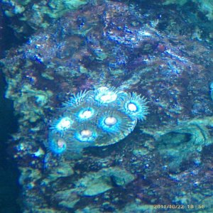resized zoa.jpg