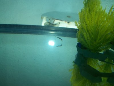 new babys 017.JPG