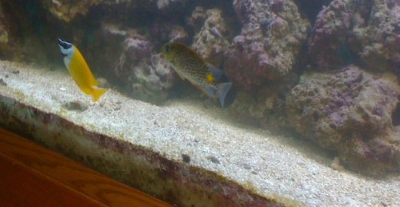 rabbitfish.jpg