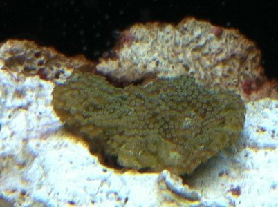 IMG_1181.jpg