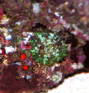 polyp.jpg
