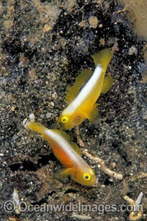 Dinah's Goby (Lubricogobius dinah).jpg