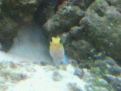 Meth Head Jawfish.jpg