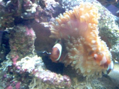 BTA with maroon clowns.jpg