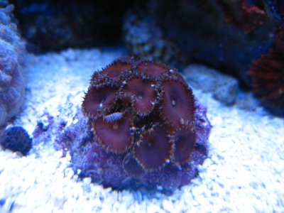 pd coral.jpg
