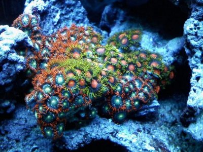 tn_zoas052809.jpg