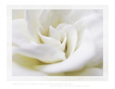 Gardenia.jpg