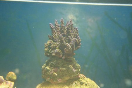 purple acro.jpg