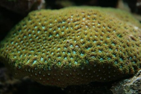 Lepastrea.jpg