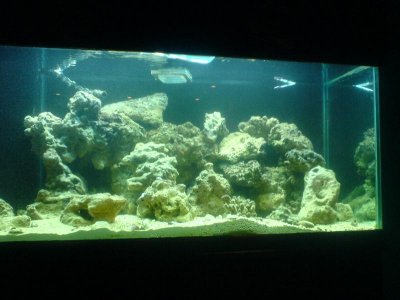 fish tank pics 001.jpg
