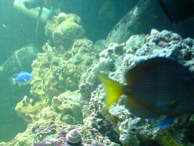 fish tank pics 007.jpg