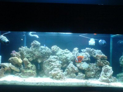 fish tank pics 006.jpg