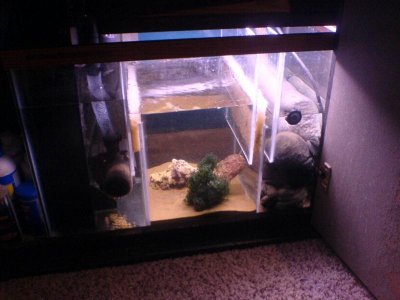 fish tank pics 012.jpg