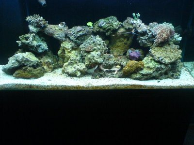 fish tank pics 035.jpg