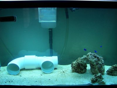 90 DAMSELS ADDED 07-26.jpg