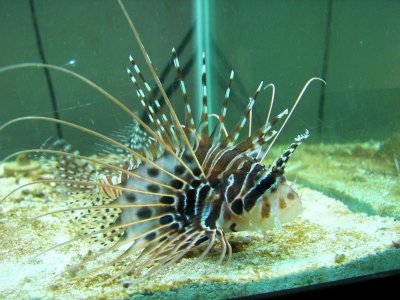 antena lionfish 08-24-09.jpg